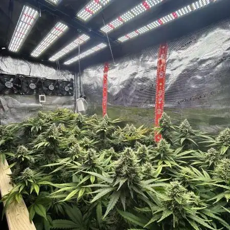Lemon OG Haze Nirvana