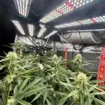 Santa Maria F10 x GMO Zkittlez