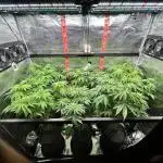 Santa Maria F10 x GMO Zkittlez