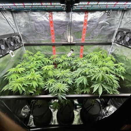 Santa Maria F10 x GMO Zkittlez