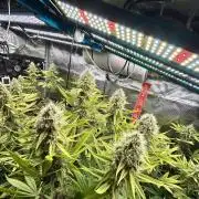 Santa Maria F10 x GMO Zkittlez