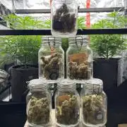 Santa Maria F10 x GMO Zkittlez