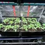 Santa Maria F10 x GMO Zkittlez