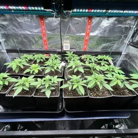 Santa Maria F10 x GMO Zkittlez