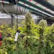 Santa Maria F10 x GMO Zkittlez