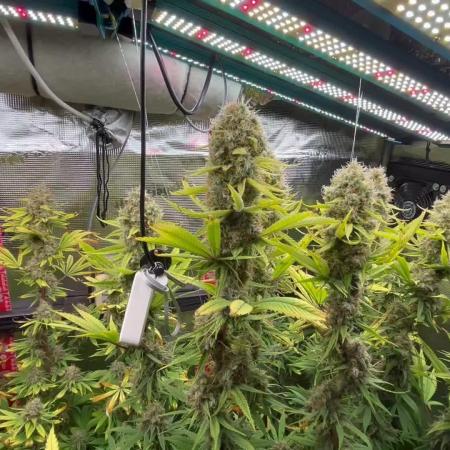 Santa Maria F10 x GMO Zkittlez