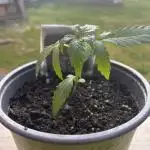 Gorilla Z Summer Outdoor
