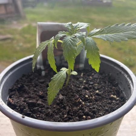 Gorilla Z Summer Outdoor