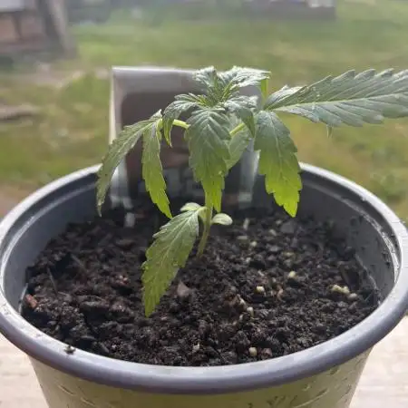 Gorilla Z Summer Outdoor