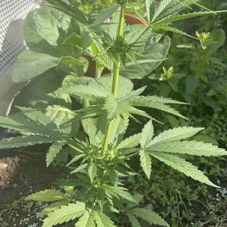 Gorilla Z Summer Outdoor