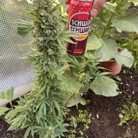 Gorilla Z Summer Outdoor