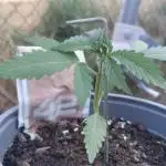 Gorilla Z Summer Outdoor