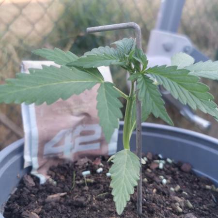 Gorilla Z Summer Outdoor