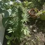 Gorilla Z Summer Outdoor