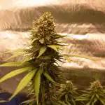 Purple Kush from Sacred Seeds Aus