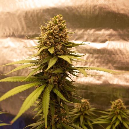 Purple Kush from Sacred Seeds Aus