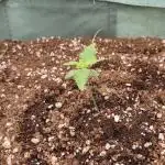 GSC & Purple Kush from Sacred Seeds Aus