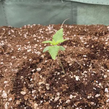 GSC & Purple Kush from Sacred Seeds Aus