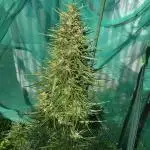 1st Indoor/Outdoor grow