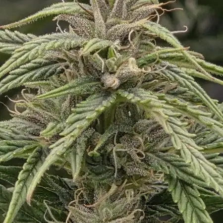 1st Indoor/Outdoor grow