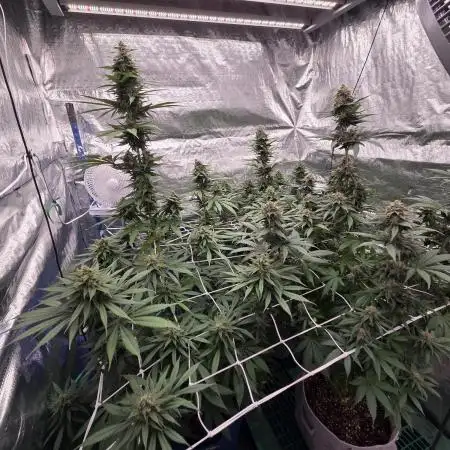 GSC & Purple Kush from Sacred Seeds Aus
