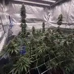Purple Kush from Sacred Seeds Aus