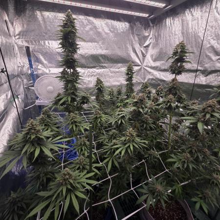 Purple Kush from Sacred Seeds Aus