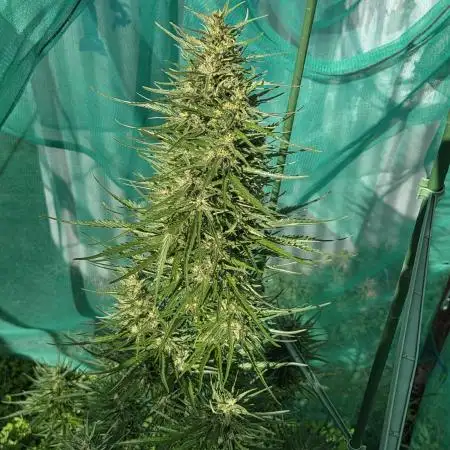 1st Indoor/Outdoor grow