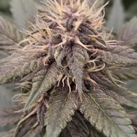 GSC & Purple Kush from Sacred Seeds Aus