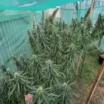 Seeds found from med weed purchases