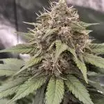 Purple Kush from Sacred Seeds Aus