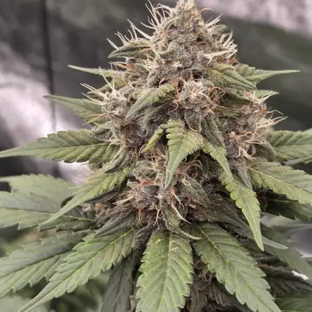 Purple Kush from Sacred Seeds Aus