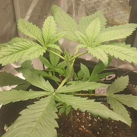 Tropicanna Cookies FF