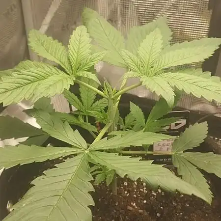 Tropicanna Cookies FF