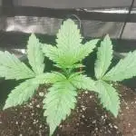 Tropicanna Cookies FF