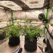 New Year Grow