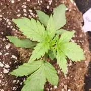 New Year Grow