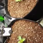 Grow #2