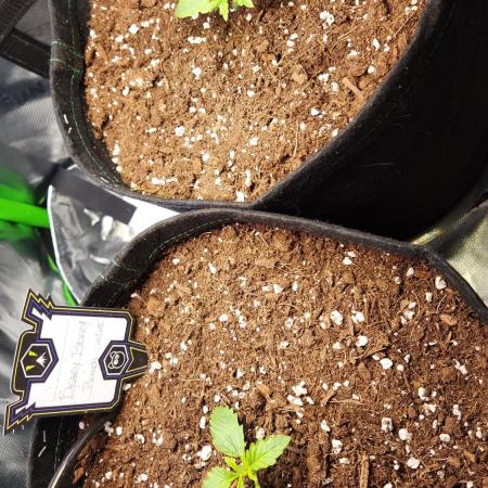 Grow #2