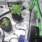 Summer Grow