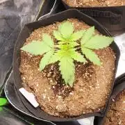 Can't Stop Won't Stop