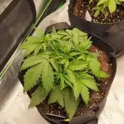 New Year Grow