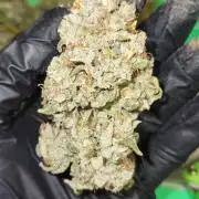 New Year Grow