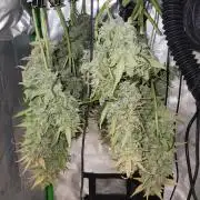 New Year Grow