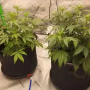 New Year Grow