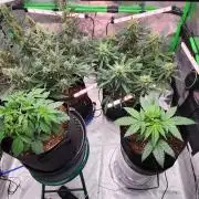 Can't Stop Won't Stop