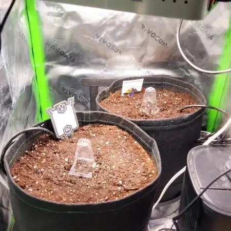 Grow #2