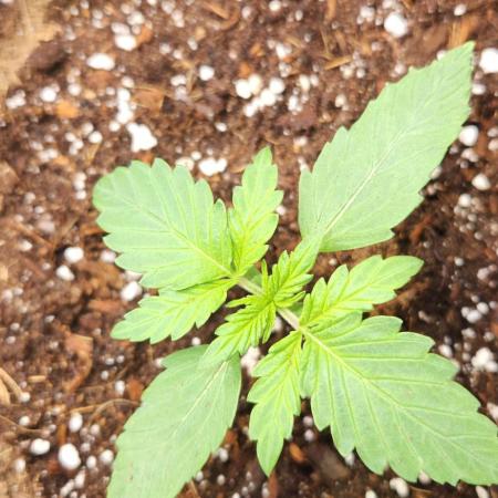 Can't Stop Won't Stop