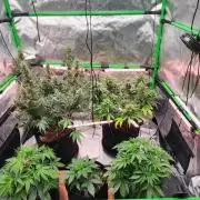 Can't Stop Won't Stop