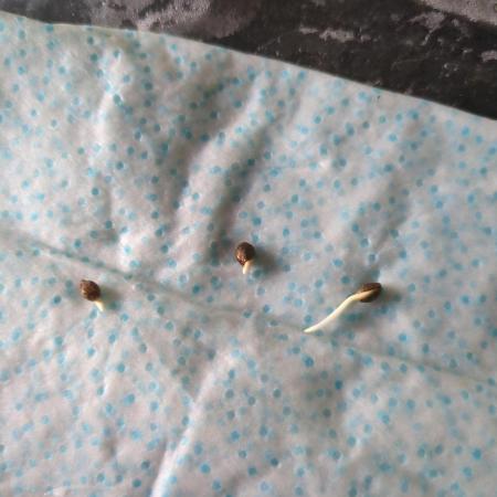 Ginos 1st grow